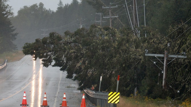 A pine tree lays on power lines after it was knocked over due to Post-Tropical Cyclone Lee on September 16, 2023 in Eastport, Maine.