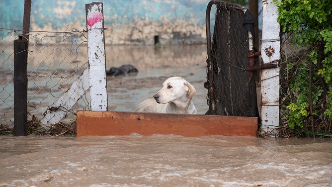 A dog stands behind a barrier as water from heavy flooding flows past in Sir Lowry's Village, close Somerset West on September 25, 2023.