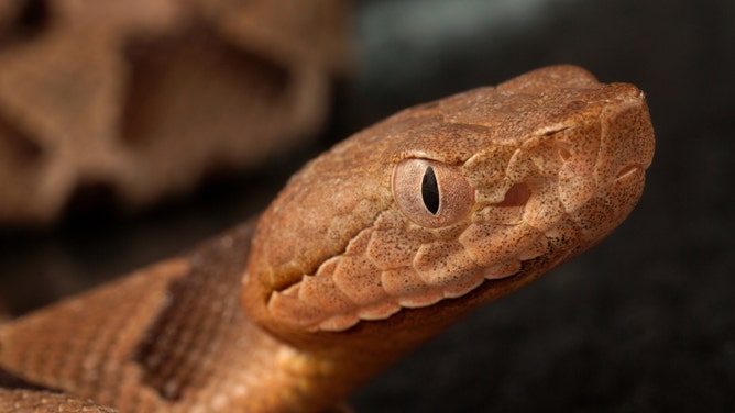 Photograph showing a close-up, profile view of the brown and tan patterned head and eye of a juvenile, venomous, Southern copperhead snake.