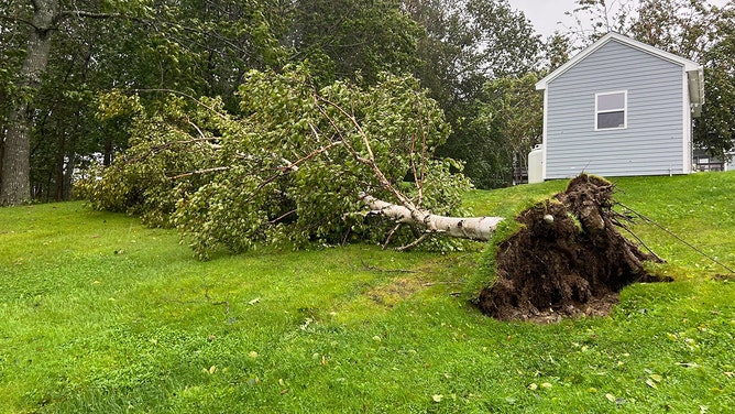 A tree is seen knocked down in Bar Harbor, Maine, on Sept. 16, 2023.