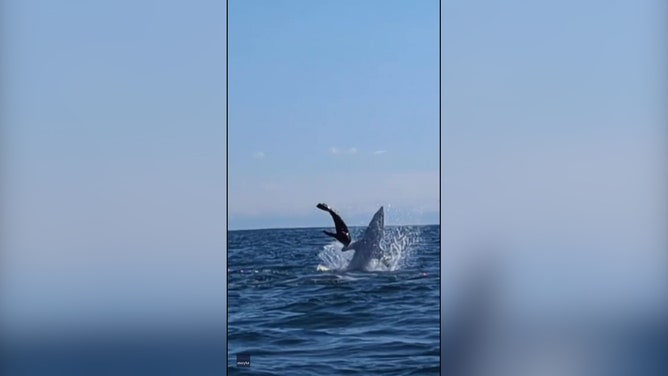 kayaker captured the heart-stopping moments his vessel was rammed twice by a shark as it hunted a seal in waters off New Zealand’s eastern cape.