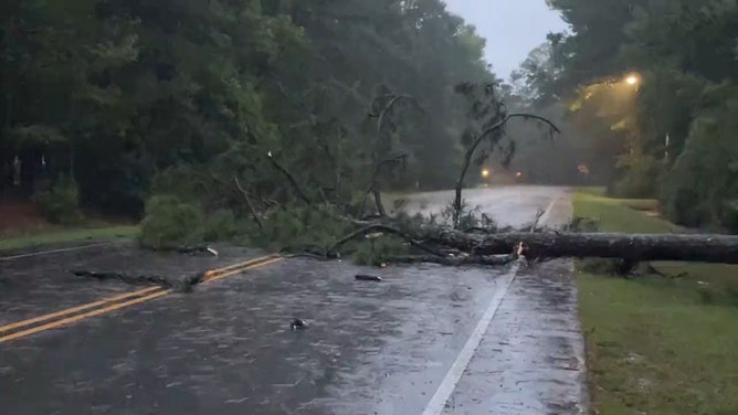 A pine tree fell in the Greenbrier neighborhood in New Bern, North Carolina, on Saturday.