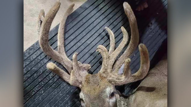 Bow hunter Kelly Moore of Shell Knob, Missouri shot an 18-point antlered doe in Barry County after waiting more than three hours in 80-degree weather.