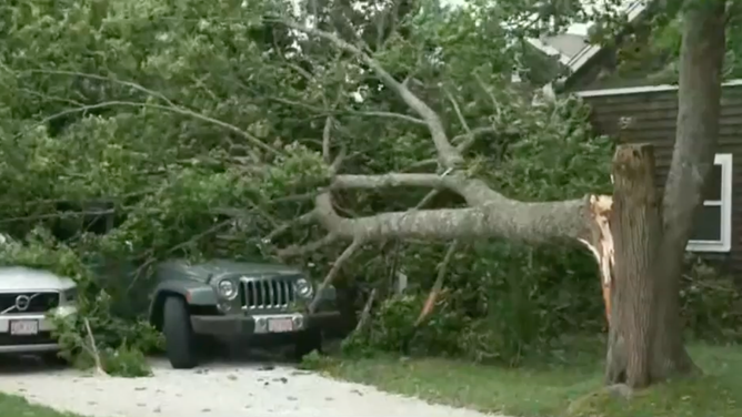 Tree falls onto a Jeep in Chatham, Massachusetts.