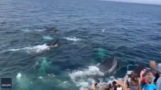 humpback whale feeding frenzy