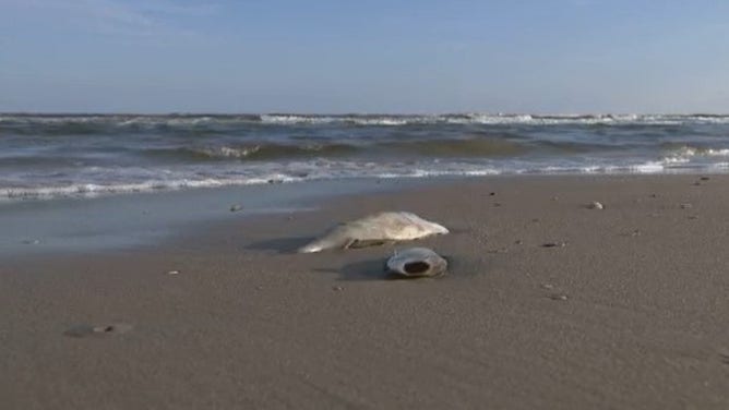 Why thousands of fish washed up on these Texas beaches