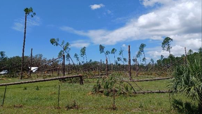 Catastrophic damage of a pine stand in Taylor County following Hurricane Idalia.