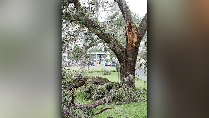 Photo showing tree damage caused by Hurricane Idalia. Many mature live oaks experienced significant damage.