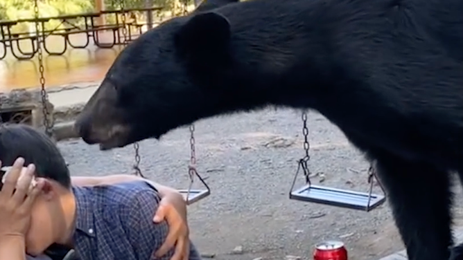 Bears sniffs at the boy.