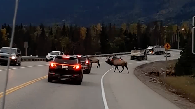 Two elk cross the road.