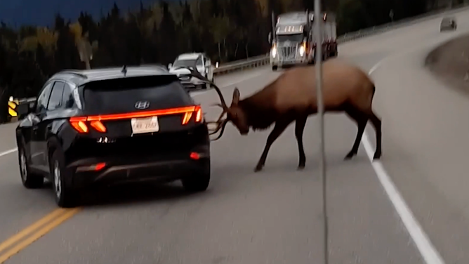 The bull elk rams his horns into the side of the vehicle. 
