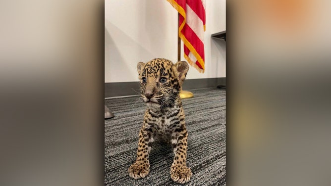 An Alamo, Texas, couple was arrested for selling protected wildlife, marking the first case filed under The Big Cat Act.