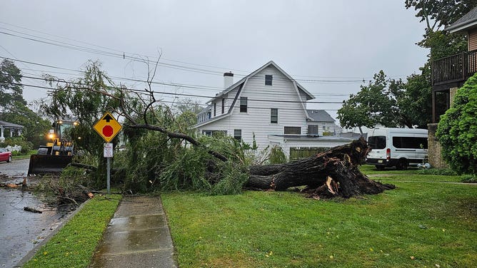 Large tree falls in Deal, New Jersey during Tropical Storm Ophelia