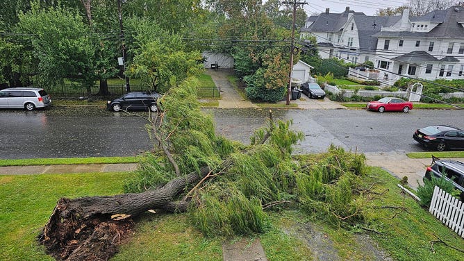 Large tree falls in Deal, New Jersey during Tropical Storm Ophelia