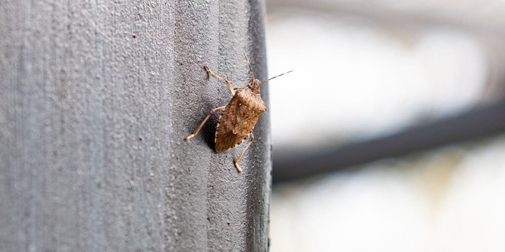 Stink bug seasonal activity gradually decreasing across US