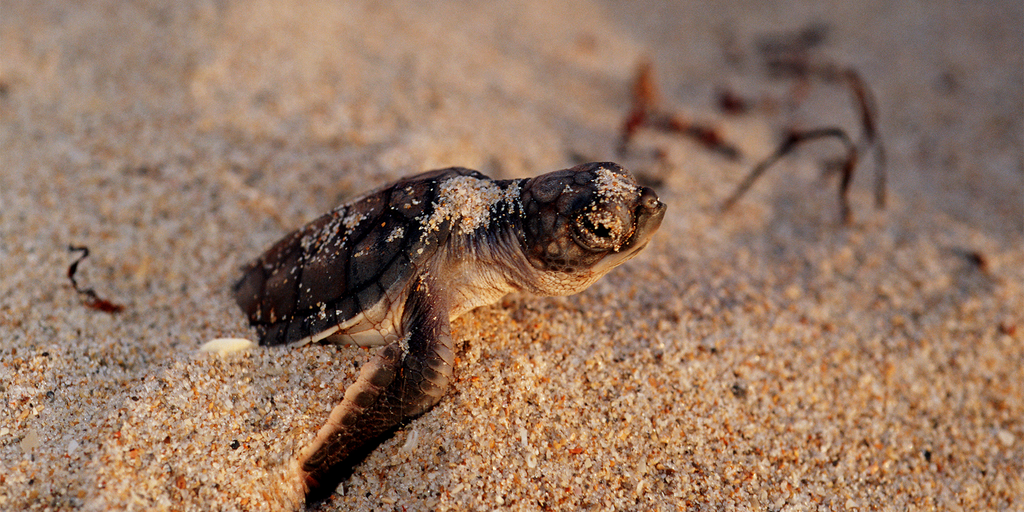 Florida sea turtle population boom may not be a good thing, expert ...