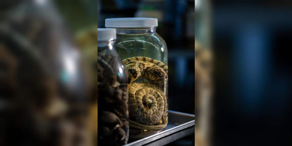 The University of Michigan Museum now houses the largest collection of snakes in the world