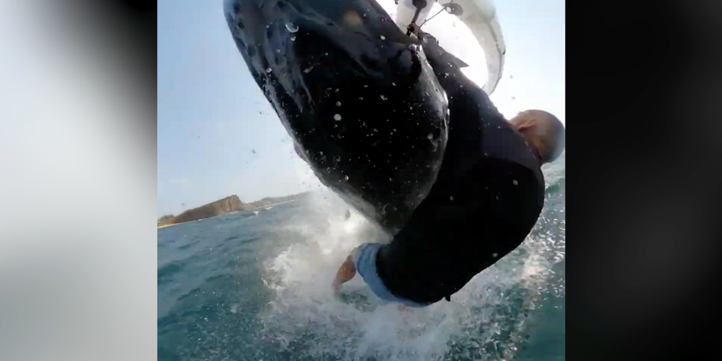 Watch: Whale knocks man off surfboard in ‘one-in-a-million’ incident ...