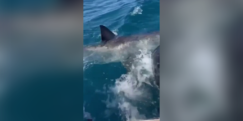 Watch as 'jerk' great white shark takes big bite out of woman's
