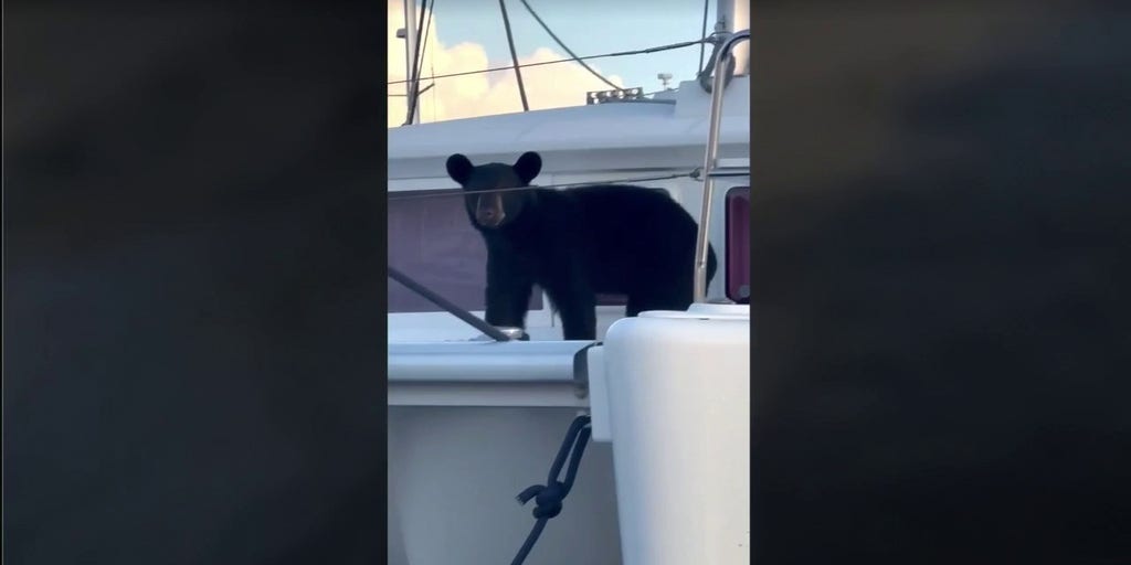 Florida Bear Makes Waves Watch as a Bear Boards a Catamaran in Naples