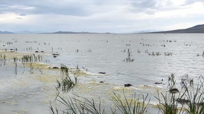Thousands of birds dead in Utah after suspected avian botulism outbreak