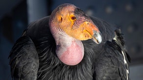 Endangered condors get protection from deadly bird flu in zoos' historic vaccine trial