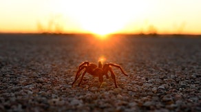 Tarantula mating season begins as males are led to their death