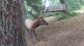 Watch: Bodycam footage shows deputies rescuing elk tangled in tree swing