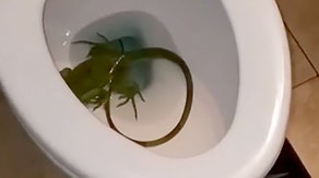 Florida man shocked to find large iguana taking dip in his toilet