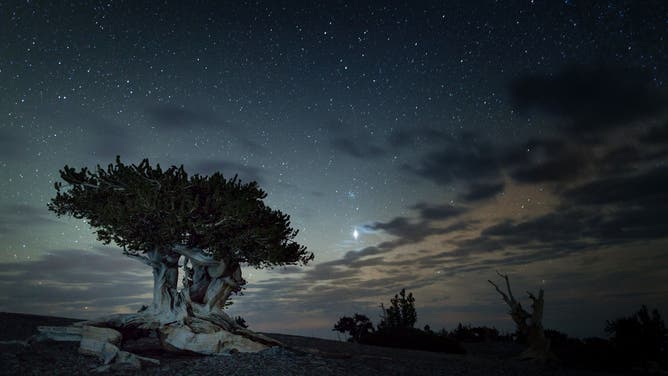 Great Basin Bristlecone pine tree at night with stars in the background.