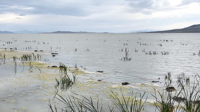 DWR biologists first discovered dead and sick birds in mid-September in the Willard Spur and Harold Crane waterfowl management areas