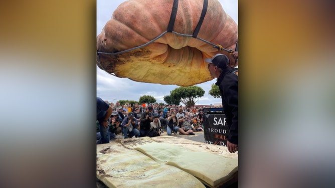 Travis Grienger set a potential world record for the heaviest pumpkin ever at the Safeway World Championship Pumpkin Weigh-Off in Half Moon Bay, California, on Monday, Oct. 9, 2023.