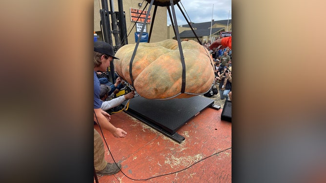 Travis Grienger set a potential world record for the heaviest pumpkin ever at the Safeway World Championship Pumpkin Weigh-Off in Half Moon Bay, California, on Monday, Oct. 9, 2023.