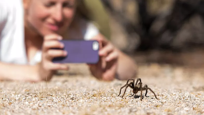 A woman takes a photo of a tarantula.
