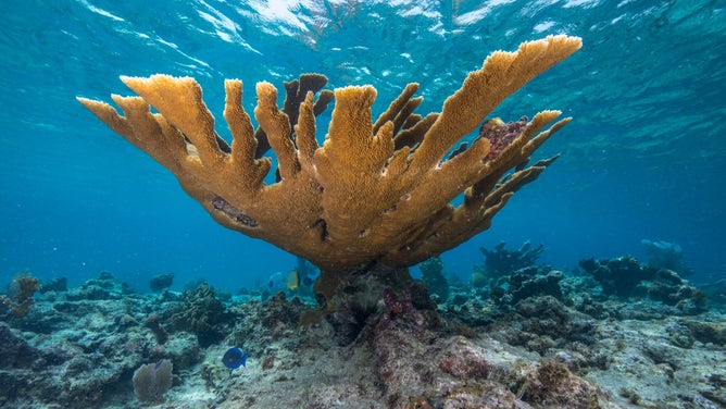 Elkhorn coral colony at Virgin Islands National Park.