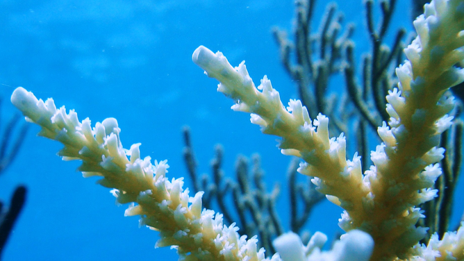 Elkhorn coral at Virgin Islands National Park.
