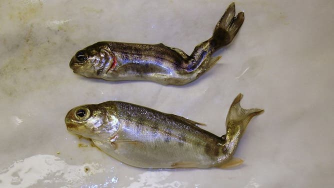 Fish infected with whirling disease.