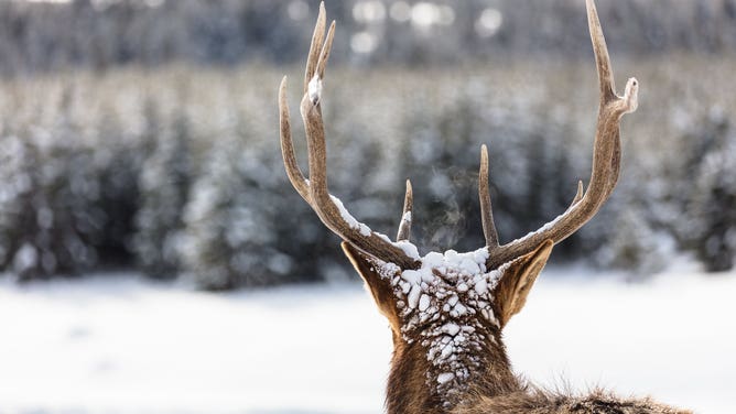 Winter scene in Yellowstone.