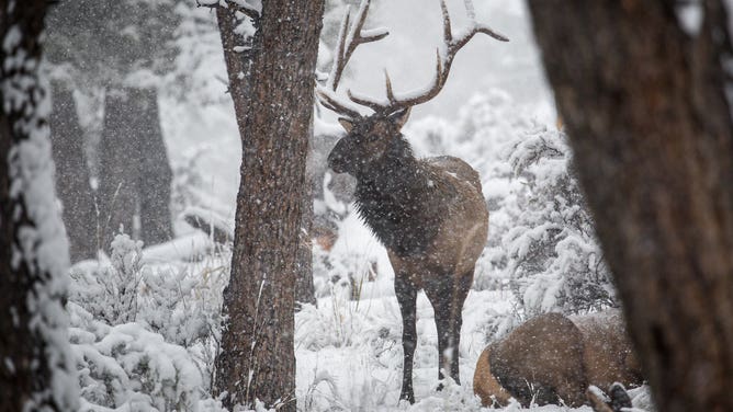 Winter scene in Yellowstone.