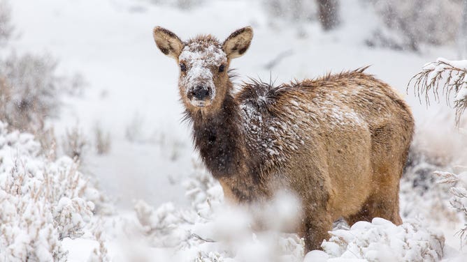 Winter scene in Yellowstone.