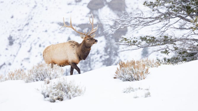 Winter scene in Yellowstone.