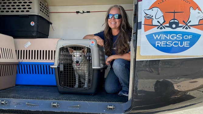 How This Group Of Pilots Is Helping Rescue Pets Displaced By Disasters ...