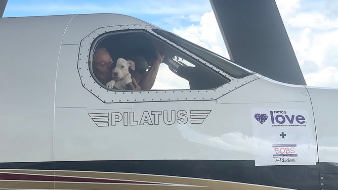 A shelter animal sits in the cockpit of a Wings of Rescue plane in Tampa.