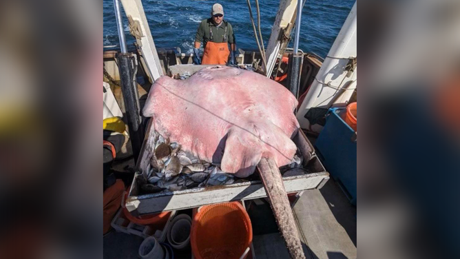 A 400 lb stingray was captured off the coast of Connecticut in Long Island Sound.