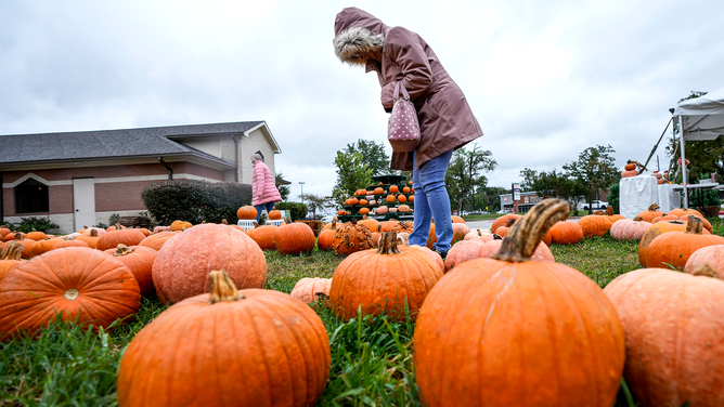 SPRING, TEXAS - OCTOBER 30: Betty Conway is bundled up as she shops for pumpkins in a patch at Faith United Methodist Church on Monday, Oct. 30, 2023 in Spring. Temperatures in the Houston area dropped overnight, with lows in the mid 40s Monday. (Brett Coomer/Houston Chronicle via Getty Images)