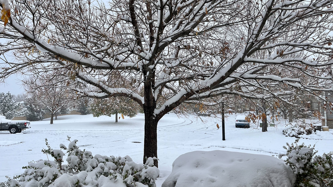 Several inches of snow can be seen on trees in the Denver area on Sunday, October 29, 2023.