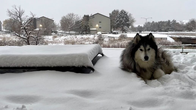 A photo showing Halen unbothered by recent snowfall in the Denver area on Sunday, October 29, 2023.