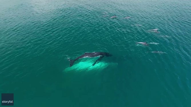 Drone footage from the Dolphin Discovery Centre Bunbury shows the humpback whale, initially mistaken for an orca due to her dramatic black and white markings, swimming with her calf behind the dolphins.