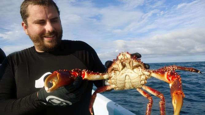 Spadaro holds a Caribbean King crab.