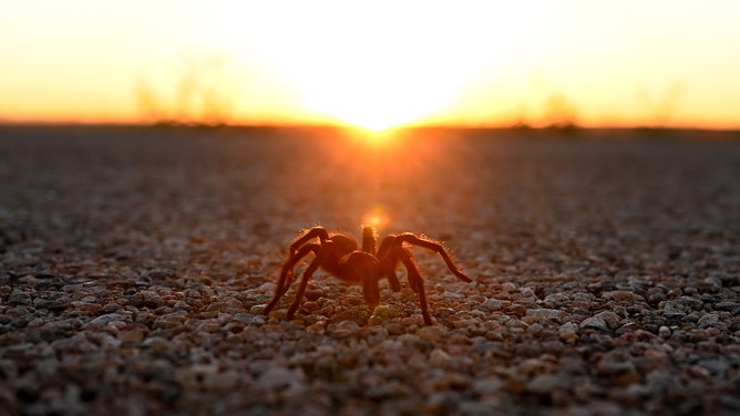 LAMAR, CO - SEPTEMBER 24: A male tarantula crosses Colorado Highway 71 as dusk approaches on September 24, 2022 near Lamar, Colorado. The males are on the hunt for females to mate in what researchers suggest is a Mate-gration rather than a migration. The journey for these large fuzzy arachnids can be anywhere from hundreds of feet to several miles in any direction. When the males are lucky enough to find a females burrow, they drum their legs at the entrance and wait for the female to come out to breed. Tarantulas start making their appearances in southeastern Colorado around the end of August, roaming throughout the month of September and into early October when the weather starts to get cold. Hundreds to thousands of spiders are killed by cars as they attempt to cross roads while looking to mate. One Prowers County deputy sheriff said he has clocked cars going in excess of 100 mph on these country roads. (Photo by Helen H. Richardson/MediaNews Group/The Denver Post via Getty Images)
